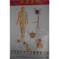 人体系统解剖挂图(6-7)