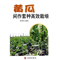 黄瓜间作套种高效栽培
