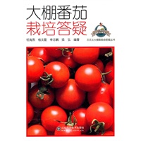 大棚番茄栽培答疑
