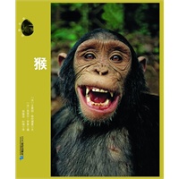 森林顽主--猴 动物世界大写真