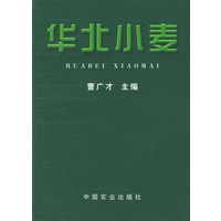 华北小麦