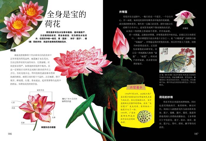 《【th】小学生科普百科 wow!植物密码 日知图书 北京