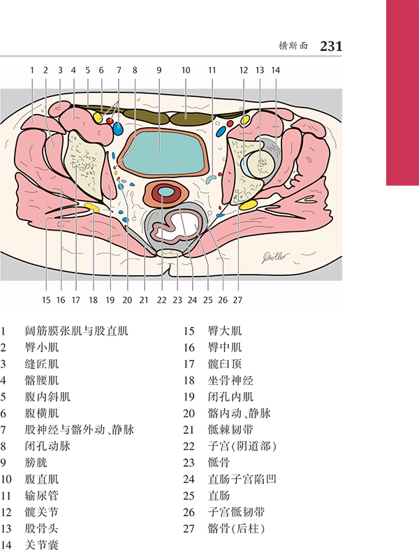 ct与mri袖珍断层解剖图谱第2卷-胸,心,腹,盆腔胸部-2 横断面-2 矢状