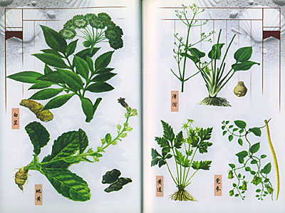 药用植物生产技术问答(一)根,根茎类