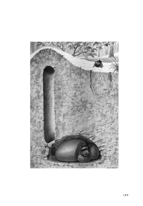 圣甲虫的造型术 西班牙蜣螂 南美潘帕斯草原的食粪虫 粪金龟与公共