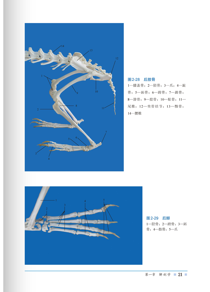 fun书 兔解剖组织彩色图谱*章 解剖学*节外貌特征/1 一,形态