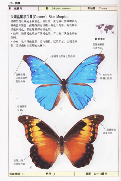 蝴蝶的详细资料图片