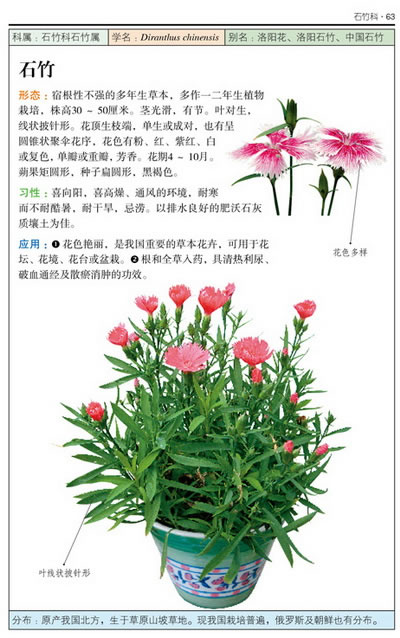 盆栽花草:365種觀賞植物的彩色圖鑑—自然珍藏圖鑑叢書